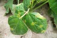 Objawy bakteriozy obwódkowej fasoli na liściach (nekrotyczne plamki z