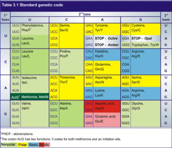 2. Kod genetyczny: cechy Kod genetyczny obejmuje zestaw 64 trójek nukleotydów (kodonów) w mrna, które determinują 20 aminokwasów, START i STOP.