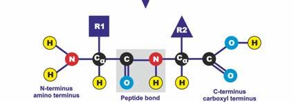 N-koniec (N-terminus): koniec z wolną grupą NH 2. C-koniec (C-terminus): koniec z wolną grupą COOH.
