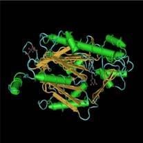 3. Struktura białek: drugorzędowa Struktura drugorzędowa to przestrzenna organizacja