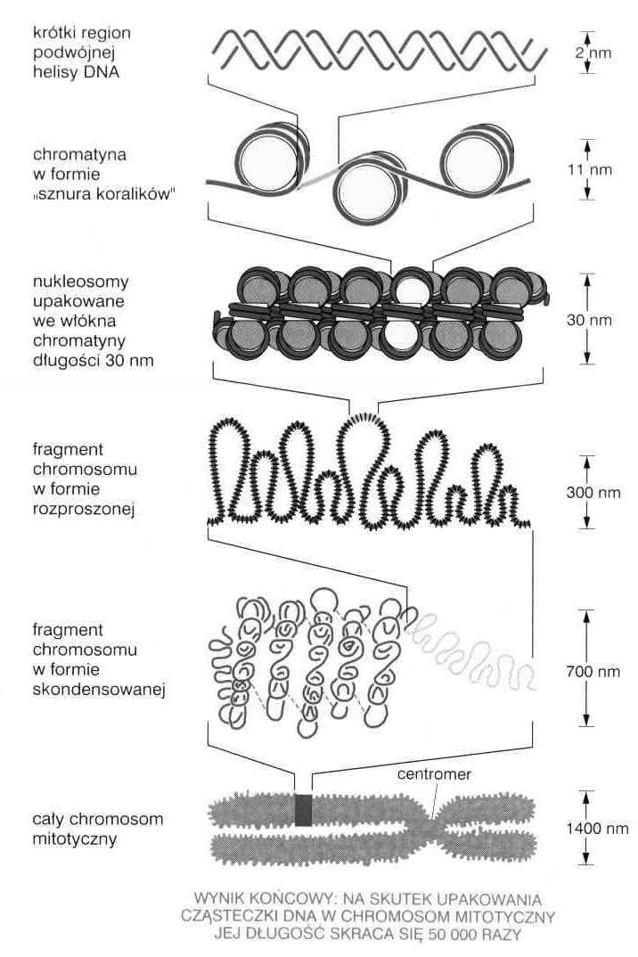 chromatyna w formie skondensowanej