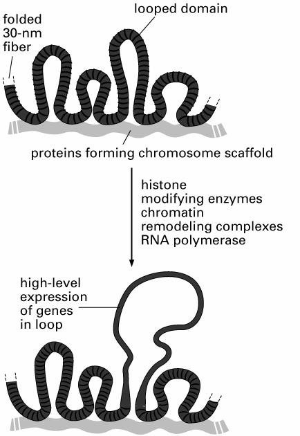 Dynamika upakowania DNA chromatyna w róŝnej formie skondensowania dostęp do DNA - ekspresja genów, replikacja DNA, naprawa DNA Jąderko