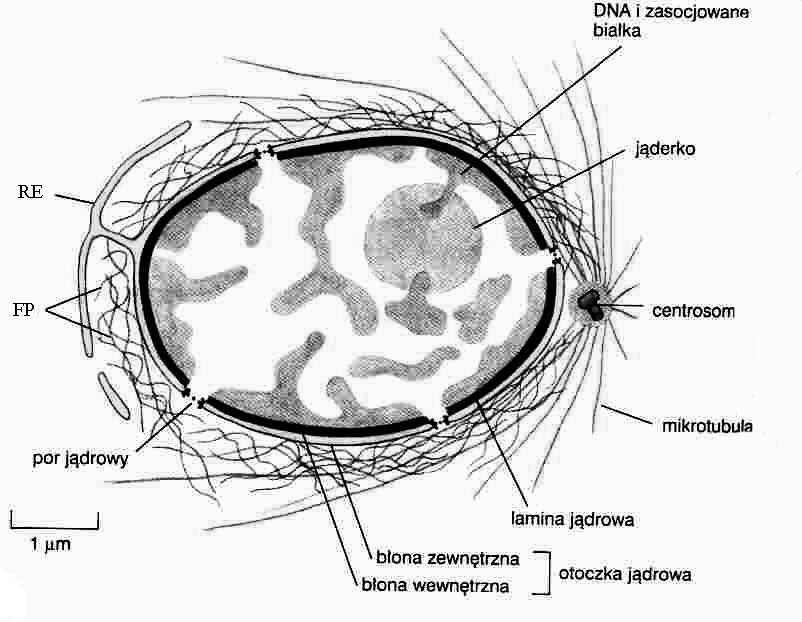 Składniki: DNA (wysoka stabilność) ok. 9-10% suchej masy, 6 pg (człowiek) RNA (róŝne klasy) ok.