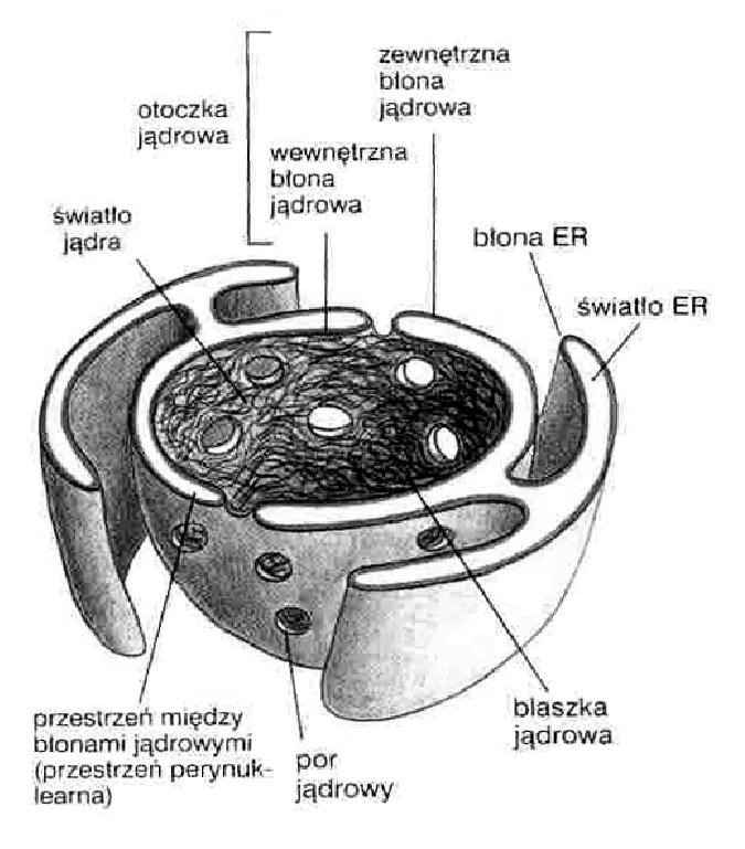 Otoczka jądrowa kompleks porowy bł zew bł wew