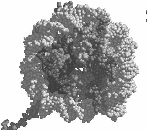 -nukleosomy upakowanie DNA ok.