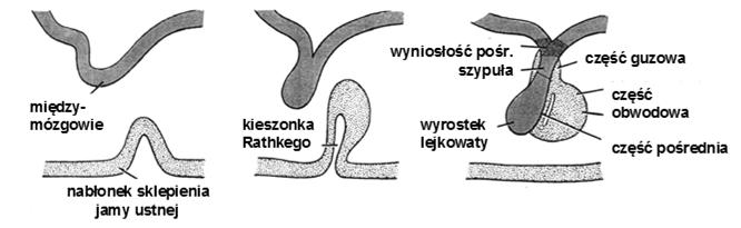 (odcinki) wydzielnicze (wyjątek: tarczyca) Przysadka mózgowa