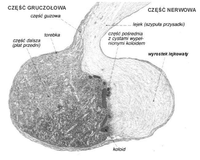 Część gruczołowa przysadki: część obwodowa (dalsza, płat przedni)