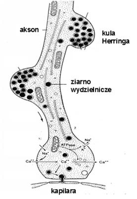 transportem aksonalnym na teren przysadki.