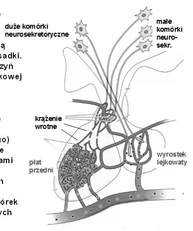 Dwa szlaki podwzgórze-przysadka: małe komórki neurosekretoryczne (jąder drobnokomórkowych) produkują czynniki (hormony) regulujące aktywność