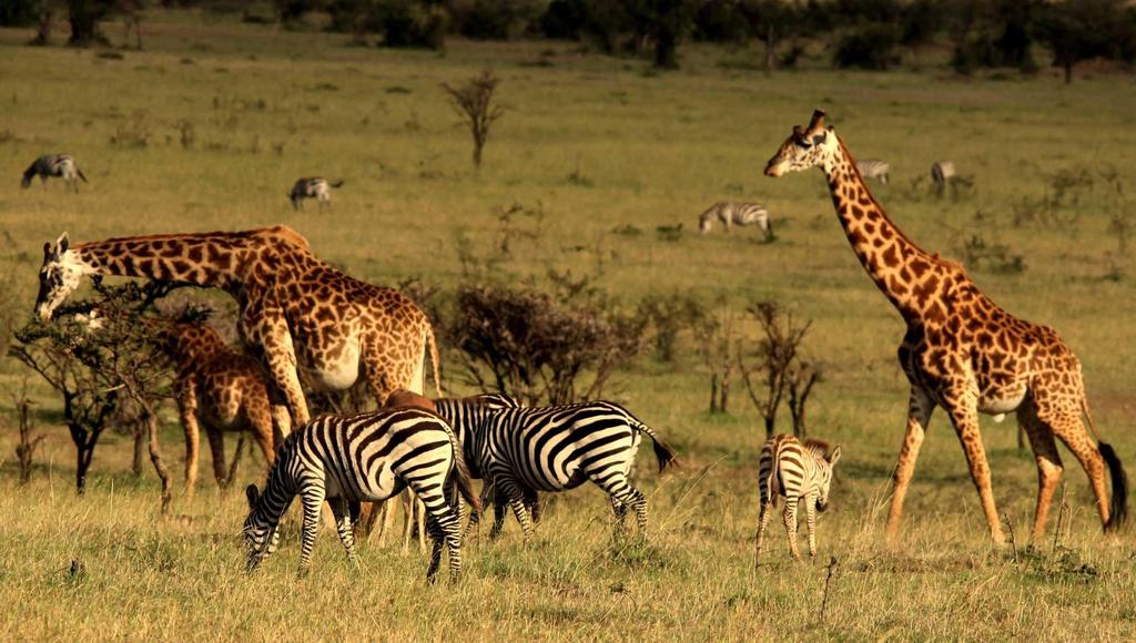 Dzień 3 PARK NARODOWY NAKURU REZERWAT MASAI MARA Po wczesnym śniadaniu wyruszamy (ok. 6 godz.) do najsłynniejszego kenijskiego rezerwatu Masai.