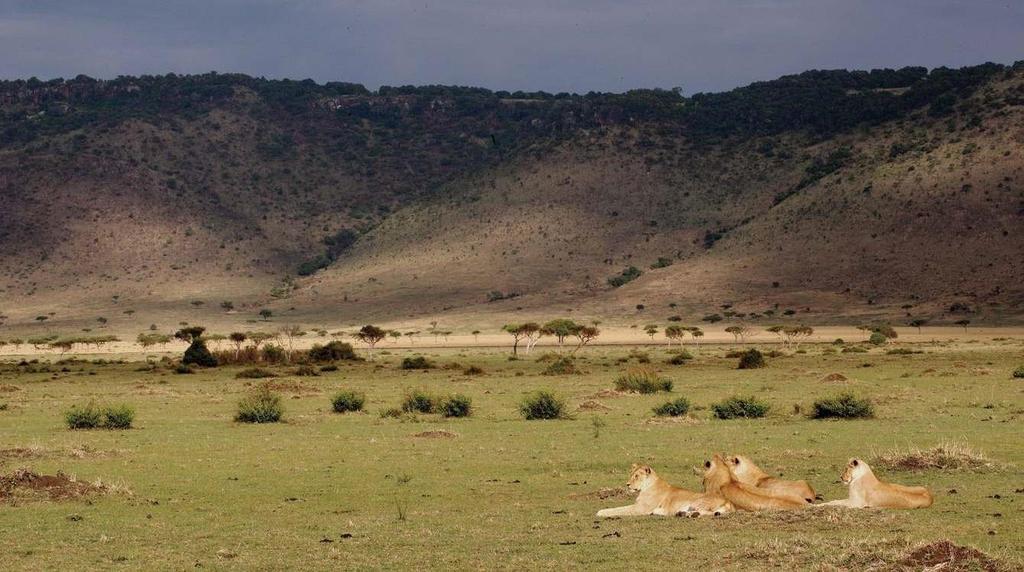 Dzień 5 REZERWAT MASAI MARA Kolejny dzień safari w Masai Mara z przerwą na lunch w jednym z malowniczo położonych miejsc piknikowych.