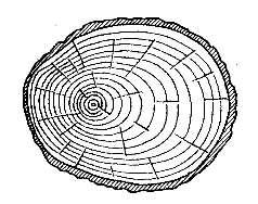 10. Barwa, rysunek, zapach i połysk To cechy drewna, które opisujemy jako: A. Mechaniczne właściwości drewna. B. Fizyczne właściwości drewna. C. Wady anatomicznej budowy drewna. D.