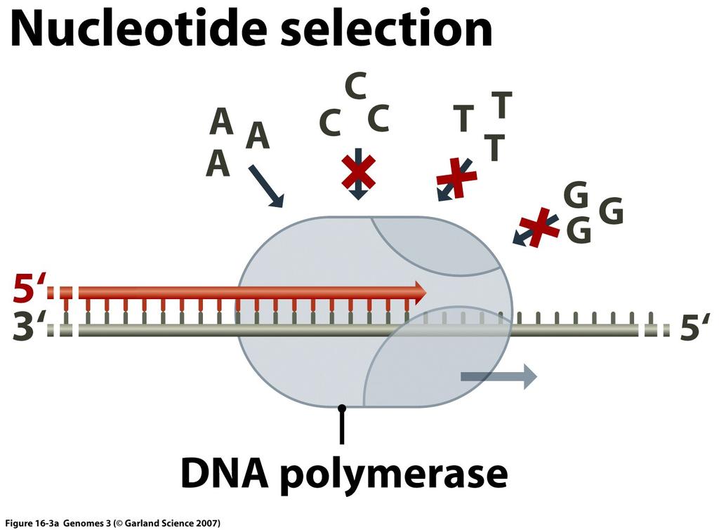 Dokładność replikacji } Specyficzność parowania nukleotydów nie jest zbyt wysoka (~5%) } Mechanizm selekcji