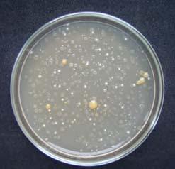 Kategoria bezpieczestwa wg ATCC 1 1 1 1 1 1 Rhodococcus erythropholis IN 60 Gordonia terrae IN 79 Mycobacterium fredericksbergense IN 53 Micrococcus luteus IN 51
