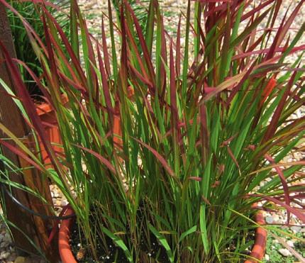 poskręcane, rurkowate 3 CORTADERIA