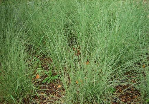 Molinia arundinacea Karl Foerster OPHIOPOGON