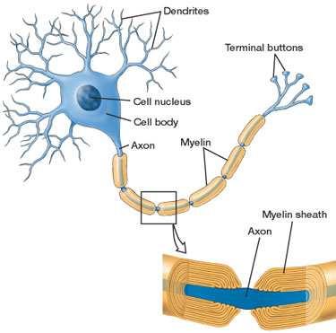 Origin of the EEG signal 2 Neuron Source: http://cwx.