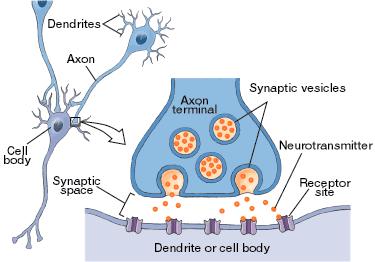 Origin of the EEG signal 5 Synaptic transmission Source: