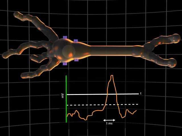 Origin of the EEG signal 6 Source: http://www.