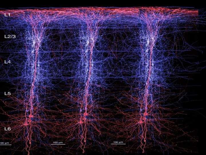 Origin of the EEG signal 8 Cortex Source: http://www.