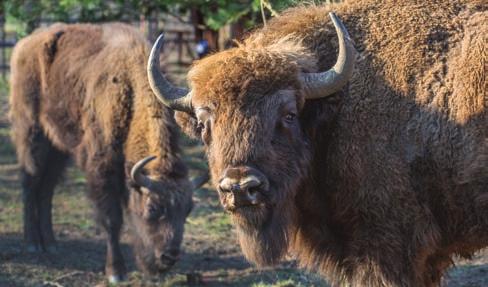 Ogród Zoologiczny to miejsce dużej bioróżnorodności, które prowadzi walkę o zachowanie