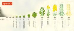 https://www. Skala BBCH jest wykorzystywana w etykietach, które stanowią źródło zaleceń zabiegowych. W późniejszych fazach rozwojowych zalecenia nie tylko są związane z wrażliwością rośliny uprawnej.