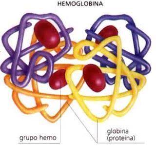 Głównym składnikiem erytrocytu jest hemoglobina Hb, której stężenie w komórce wynosi 340g/l co stanowi ok. 30% jego masy.