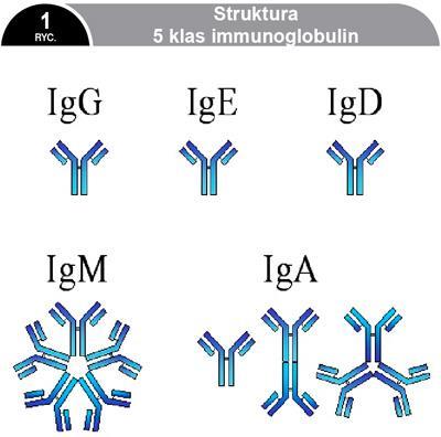Grupa białek o podobnej budowie Immunoglobuliny Syntetyzowane przez limfocyty B w odpowiedzi na przedostające się do organizmu