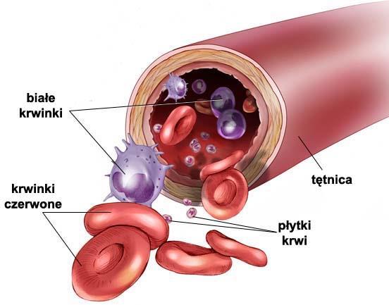 Komórki krwi Wyróżnia się trzy zasadnicze typy