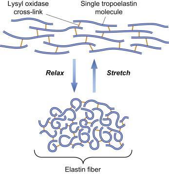 Elastyna Elastyna jest głównym składnikiem białkowym tkanek, które wymagają elastyczności, takich jak tętnice, płuca, pęcherz, skóra i elastyczne więzadła i chrząstki.