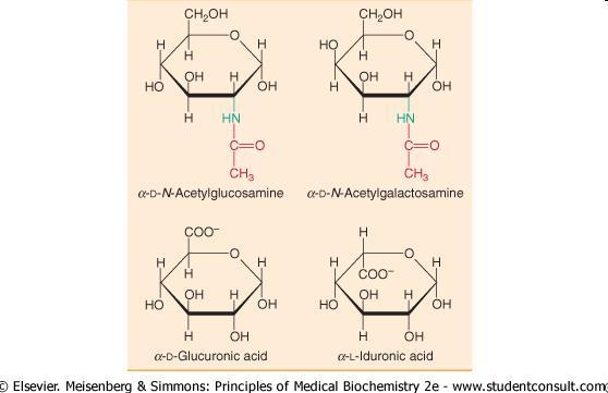 Aminokwasy i kwasy uronowe są najczęstszymi składnikami glikozaminoglikanów. - amino-cukry - OH w C-2 zastąpione jest grupą aminową.
