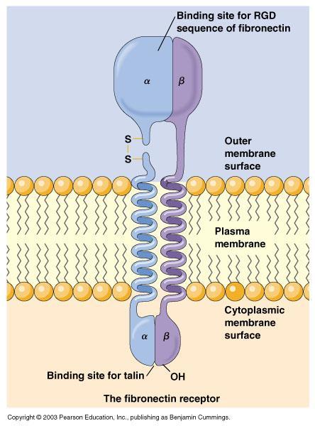 Integryny Grupa transbłonowych receptorów białkowych, pośredniczy w wiązaniu między komórką a jej otoczeniem Integryny są