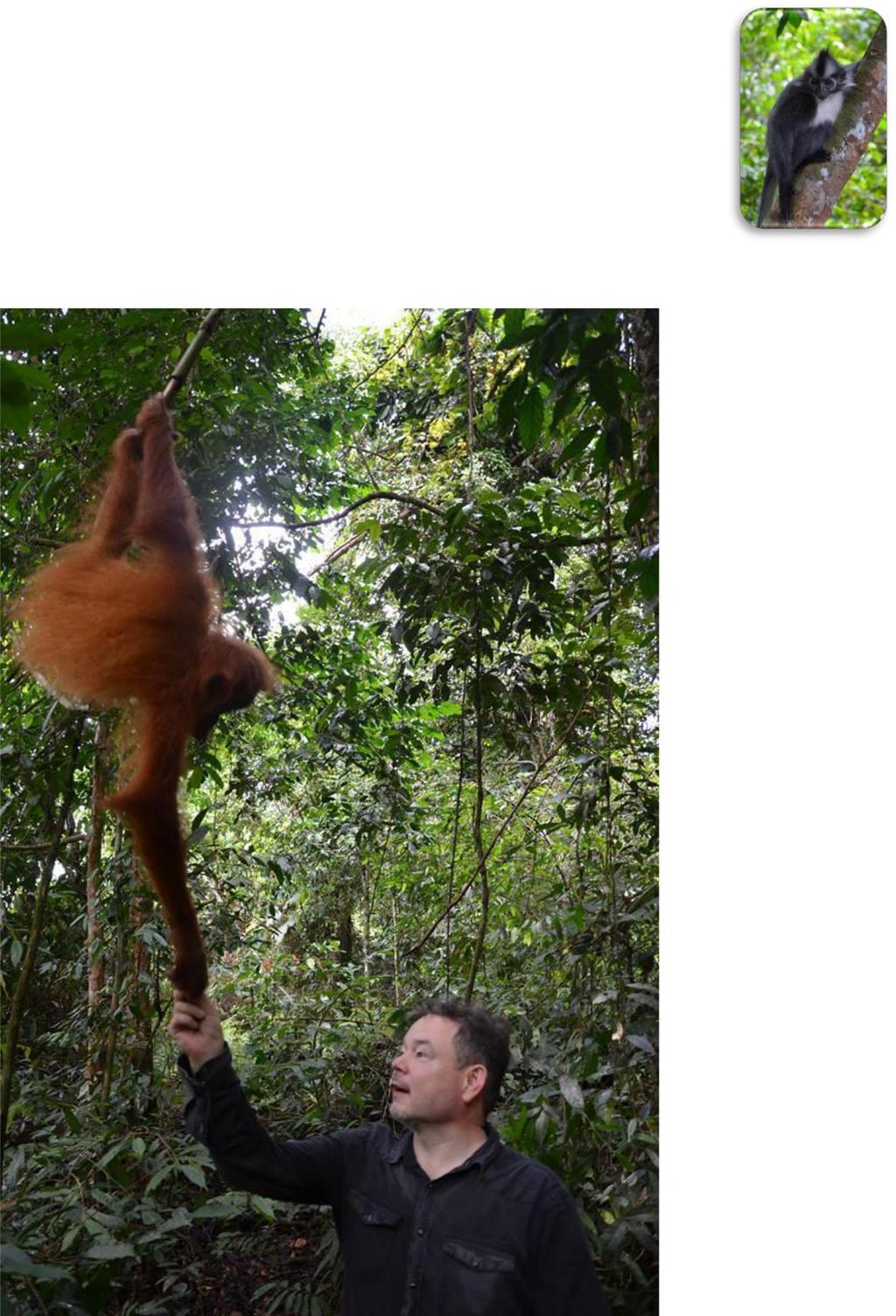 4 BUKIT LAWANG Po śniadaniu idziemy na trekking po dżungli, gdzie będziemy mieć szansę zobaczyć dziko żyjące orangutany.