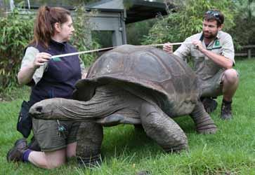 Żółw Wilbur w australijskim zoo w Melbourne obchodzi 53 urodziny Fot.