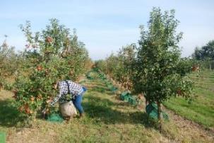 Zbiory owoców z kwater doświadczalnych przeprowadzono w dniach 18-19 września 2018 roku. Owoce odmiany Topaz zebrano 18.09., a odmiany Pinova dzień później.