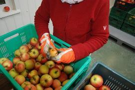 spowodowała, że 60 % jabłek była dobrej jakości. Bardzo duży wpływ na jakość zebranych owoców miał przebieg pogody, który nie sprzyjał w tym roku rozwojowi chorób oraz szkodników.