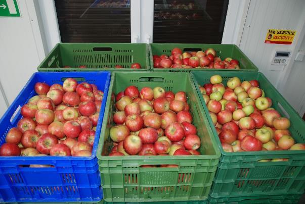 Ocena porażenia parchem jabłoni Warunki atmosferyczne w sezonie 2018, w Sadzie Ekologicznym w Nowym Dworze, umiarkowanie sprzyjały rozwojowi parcha jabłoni.