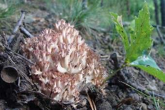 Nowe stanowiska grzybów makroskopijnych w Sudetach i na ich Przedgórzu 65 Fot 2. Koralówka czerwonowierzchołkowa Ramaria botrytis na górze Dębień w Górach Bardzkich, 19.08.2010 (fot. K. Świerkosz).