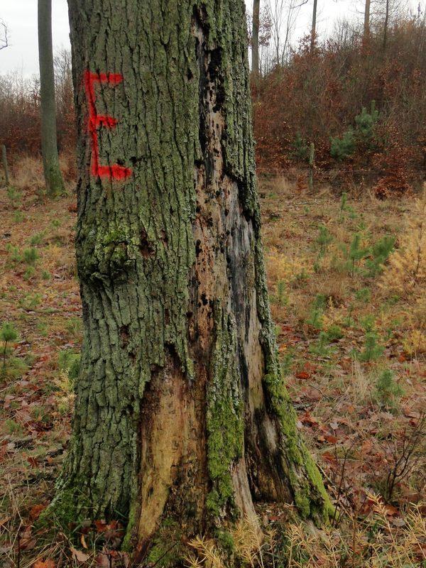 Ochrona dziuplaków w Trójmiejskim