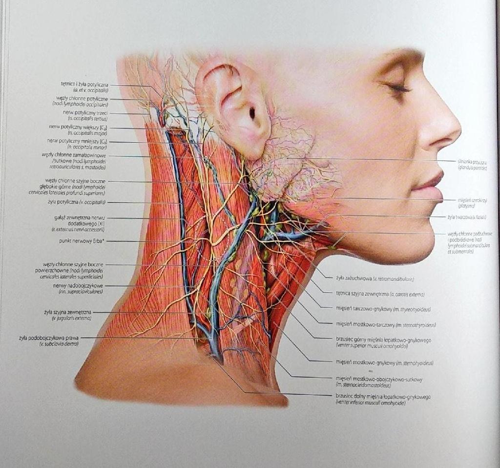 Miejsca wyczuwania tętna: 1-tętnica twarzowa 2-tętnica wargowa 3-tętnica kątowa 4-tętnica nadoczodołowa 5-tętnica skroniowa powierzchowna 6-tętnica potyliczna Szyja Najważniejszymi mięśniami grupy