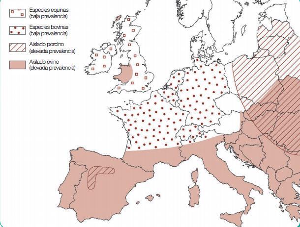 Występowanie leiszmaniozy u psów w Europie ECHINOCOCCUS GRANULOSUS DIROFILARIA