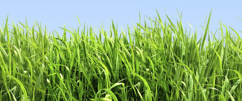 Nawozy do trawników Trawniki Trawniki to profesjonalny, oparty na chelatach nawóz do trawników, boisk sportowych, pól golfowych, powierzchni trawiastych.
