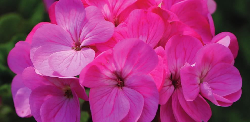 www.sklep.arkop.pl Rośliny kwitnące Nawóz Rośliny kwitnące to profesjonalny nawóz do pielęgnacji kwiatów domowych i ogrodowych.