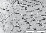 d) microstructure of the weld mesh precipitates the limits of dendrites Pod tawowe wła iwo i me ani zne yt zymało na oz i anie Wytrzymałość na rozciąganie została wyznaczona w statycznej próbie