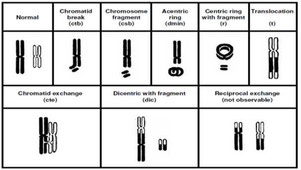 PROCEDURA PRZYGOTOWANIA MATERIAŁU BADAWCZEGO Irradiation Cell culture (48 h; 37 0 C; 5% CO 2 ) drop KCl keep 20 min in 37 0 C Fixation ABERRACJE CHROMOSOMOWE drop fixator J.R.K. Savage J Med.