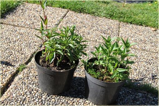 W okresie zimowym, wczesnowiosennym lub późnojesiennym większość roślin sprzedajemy w stanie bezlistnym (bez liści).