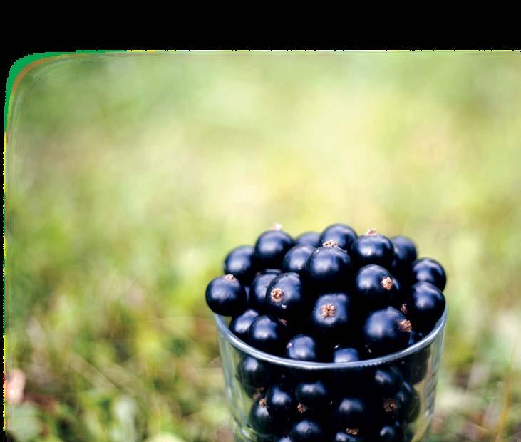 5 najważniejszych dla oczu roślin Od wielu lat panuje opinia, że naturalne produkty sprzyjają dobremu widzeniu, ale dopiero badania naukowe (CAREDS, AREDS, BMES, LUNA), które przeprowadzono w