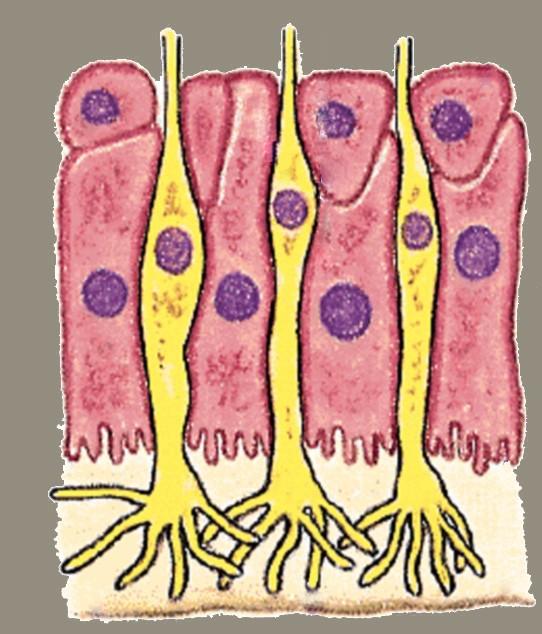 Receptory węchowe Komórka podstawna Komórka