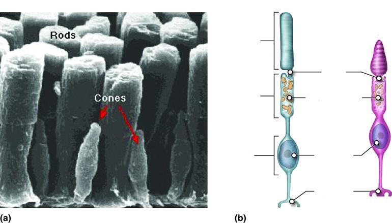 Pręciki i czopki pręciki czopki segment zewnętrzny trzon