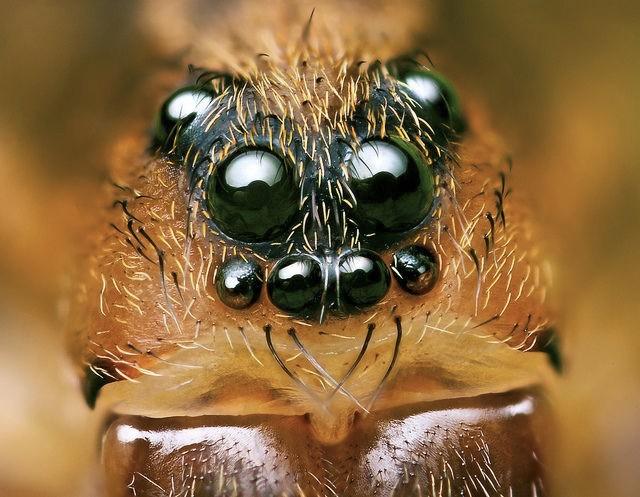Oczy proste pająków rogówka Oko główne komórki